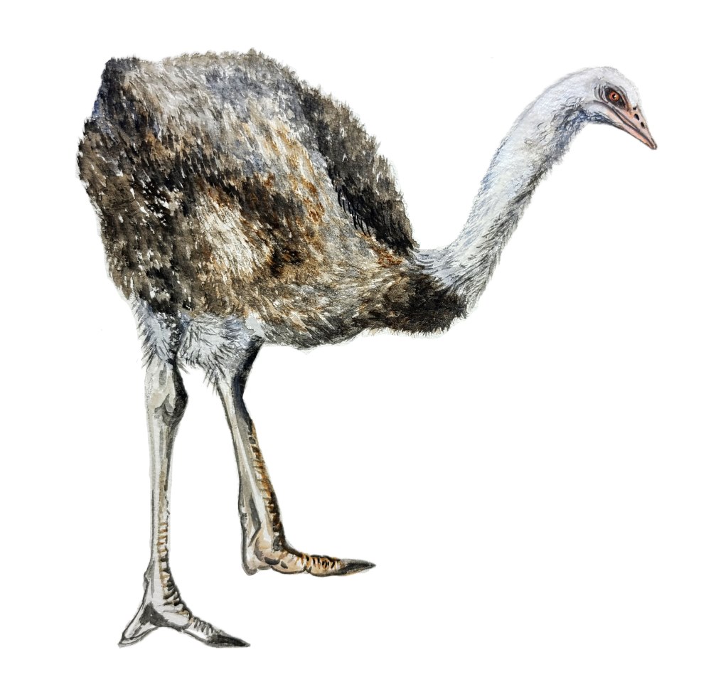 Ostrich - Click Image to Close