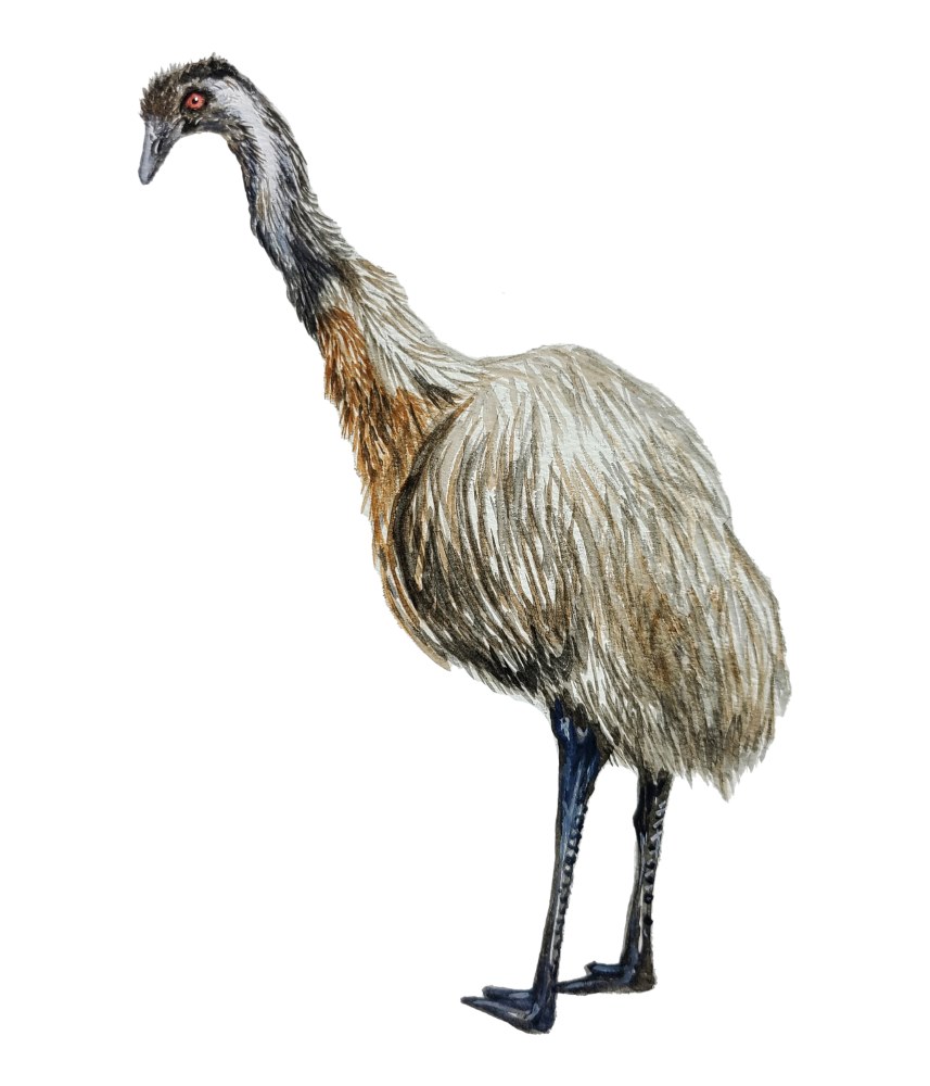 Emu - Click Image to Close