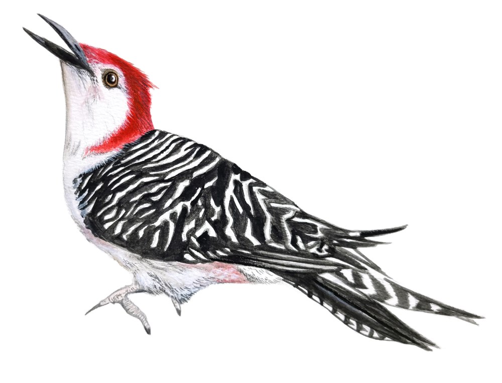 Woodpecker - Click Image to Close