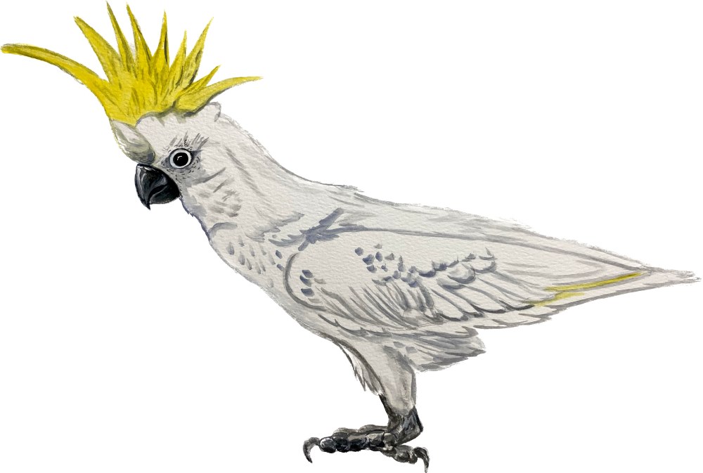 Exotic Cockatoo