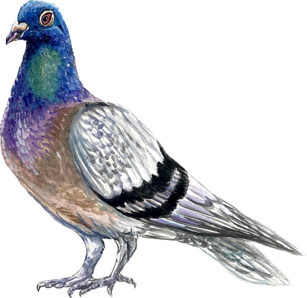 Pigeon - Click Image to Close