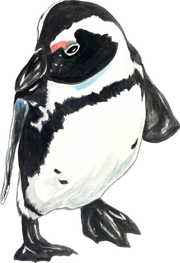 Single Penguin - Click Image to Close