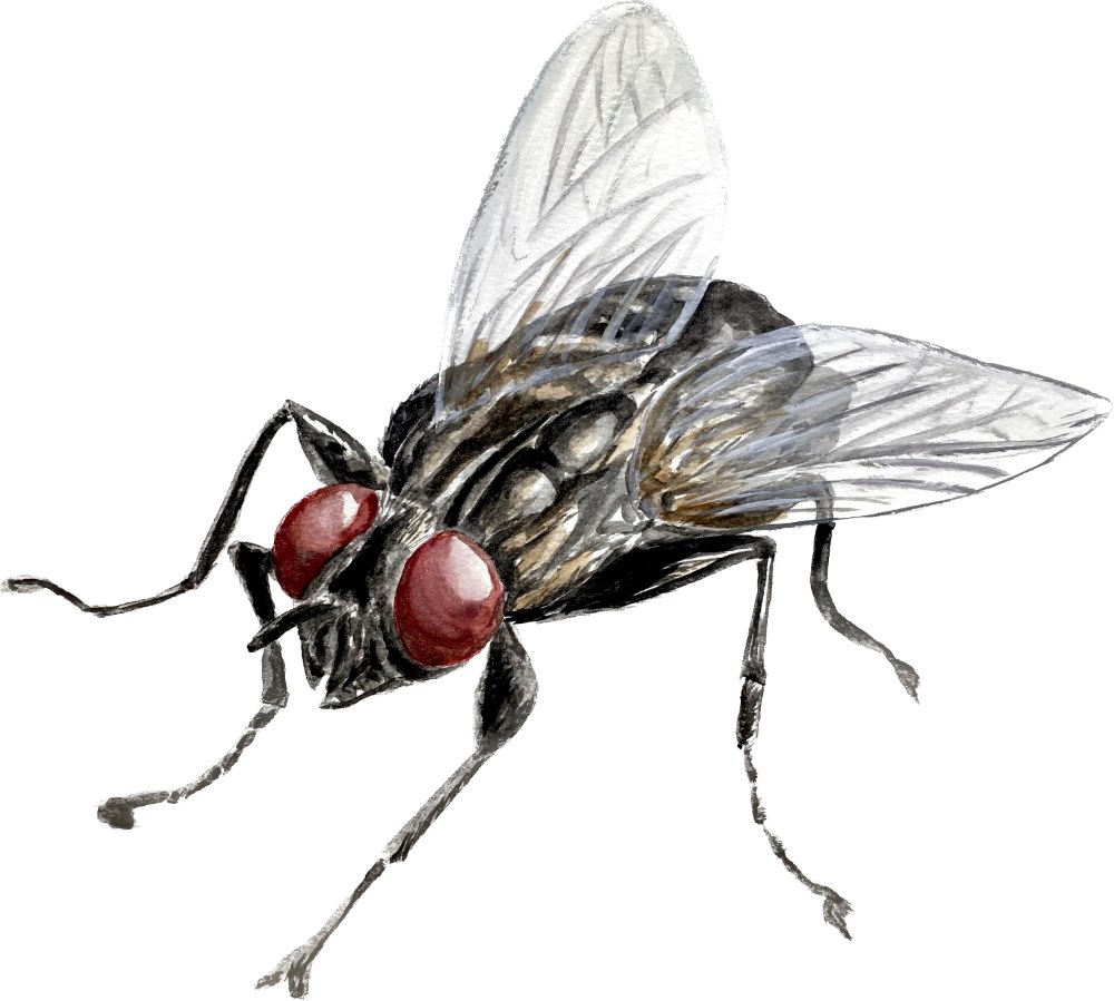 House Fly - Click Image to Close