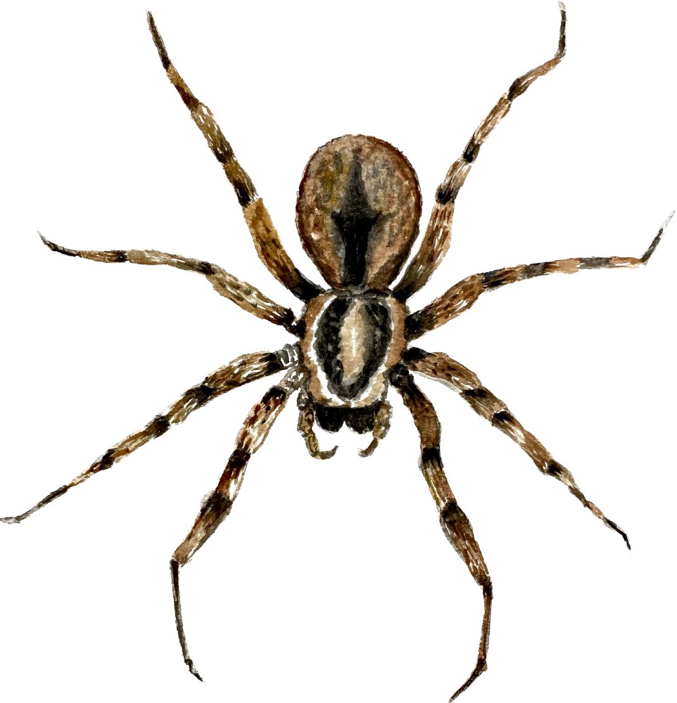 Wolf Spider - Click Image to Close