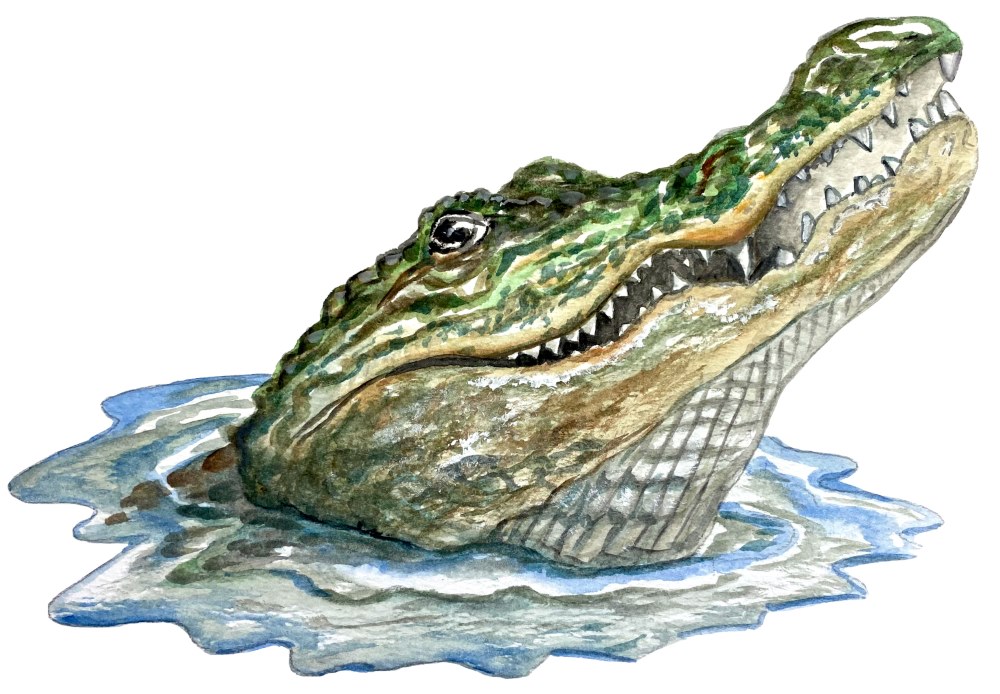 Alligator Head out of Water - Click Image to Close