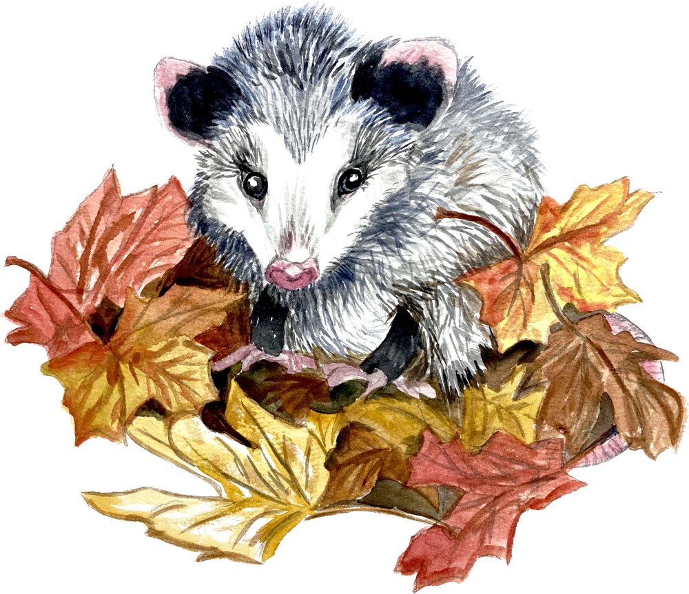 Opossum in Leaves - Click Image to Close