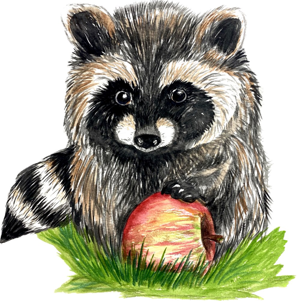 Raccoon with Apple - Click Image to Close