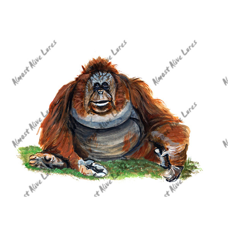 Orangutan - Printed Vinyl Decal
