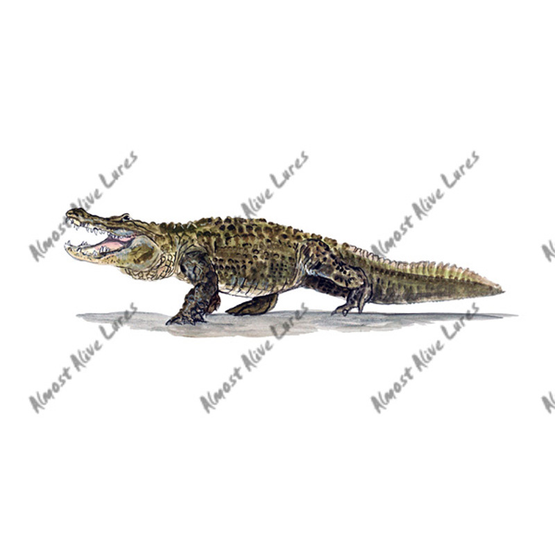 Alligator - Printed Vinyl Decal - Click Image to Close