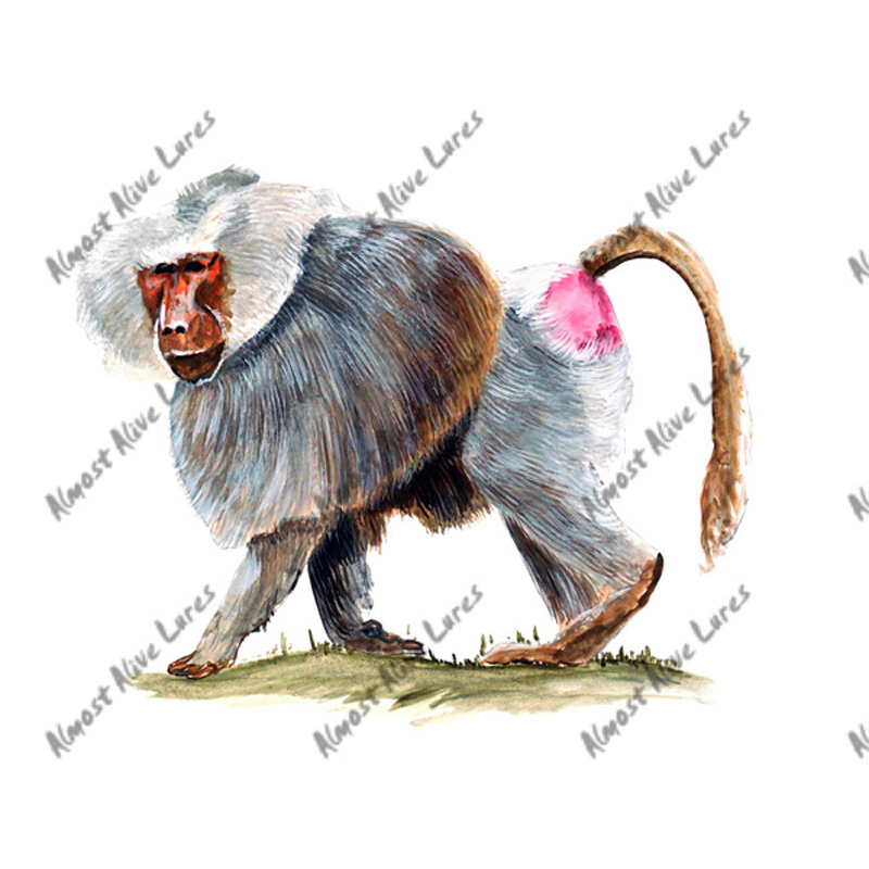 Baboon - Printed Vinyl Decal - Click Image to Close