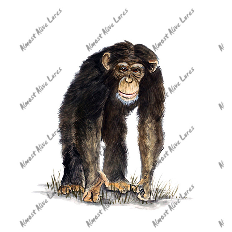 Chimpanzee - Printed Vinyl Decal - Click Image to Close