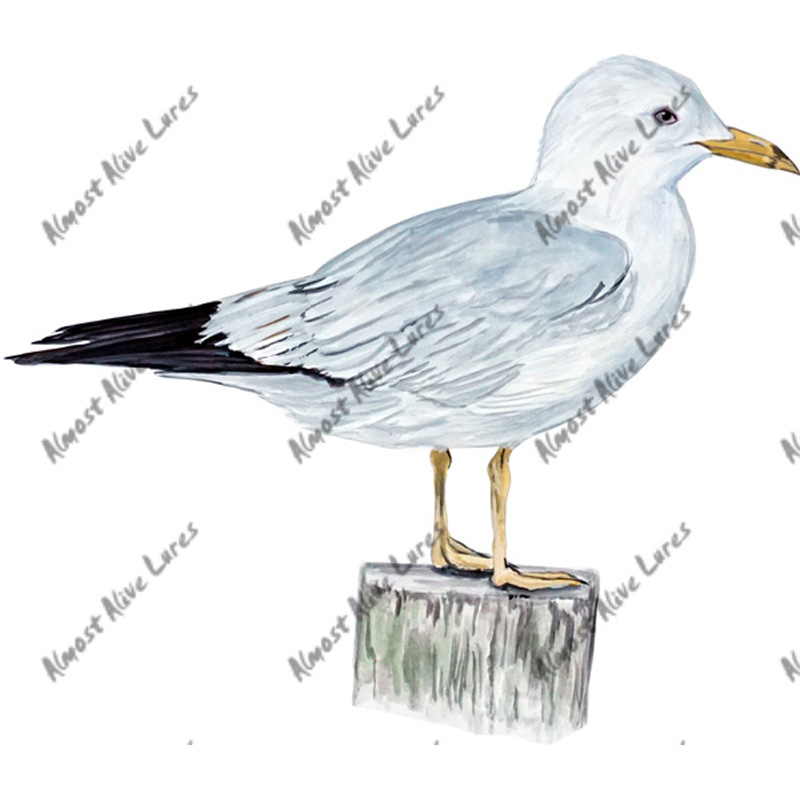 Seagull - Printed Vinyl Decal - Click Image to Close