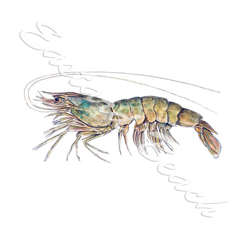 Shrimp - Printed Vinyl Decal - Click Image to Close