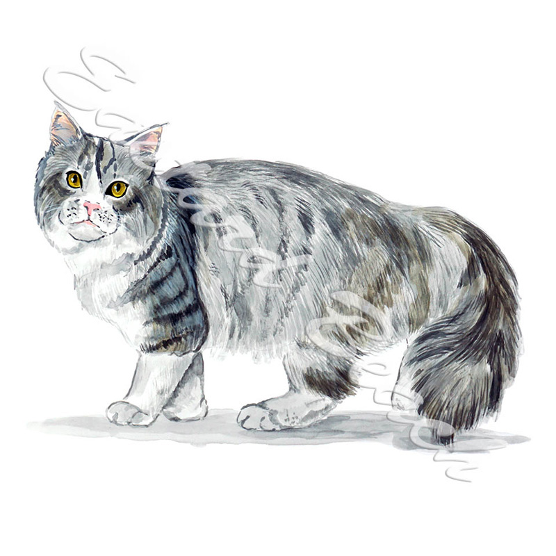 Siberian Cat - Printed Vinyl Decal - Click Image to Close