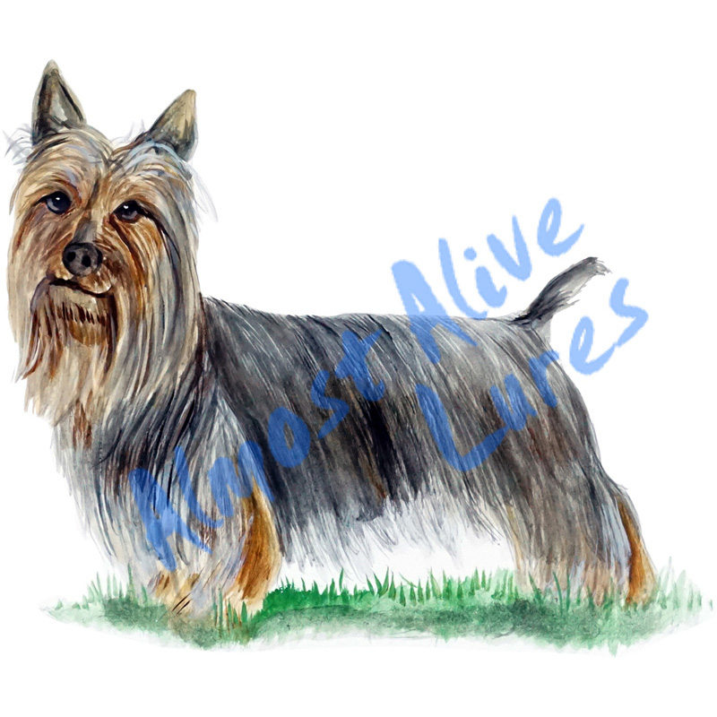 Silky Terrier - Printed Vinyl Decal - Click Image to Close