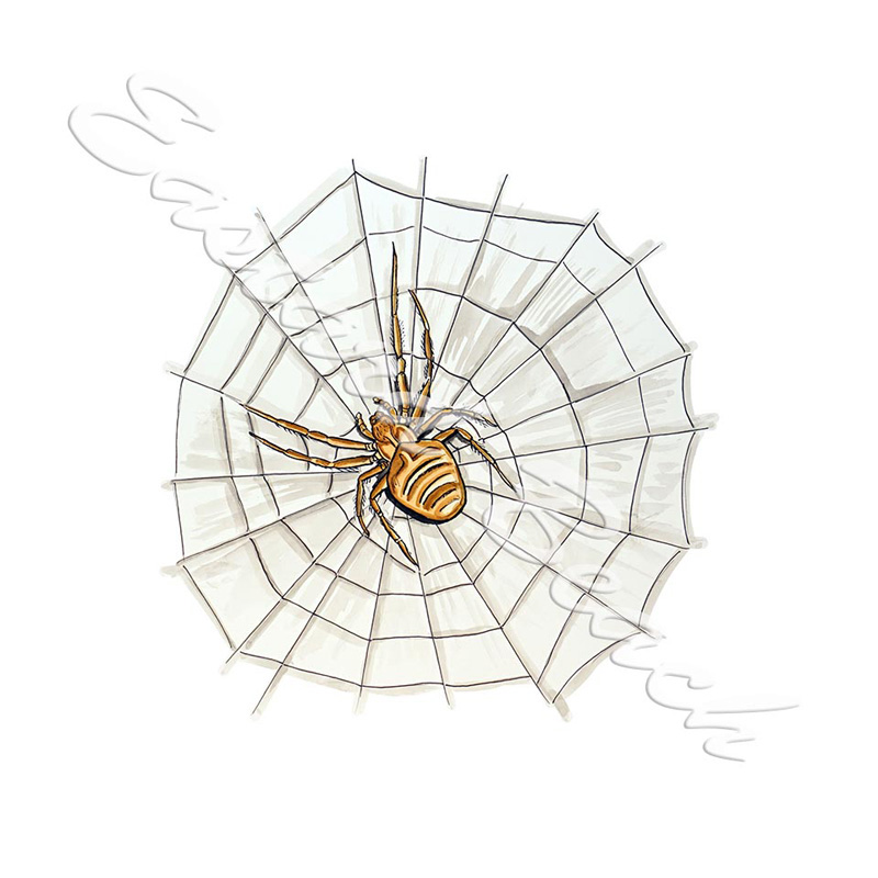 Spider & Web - Click Image to Close