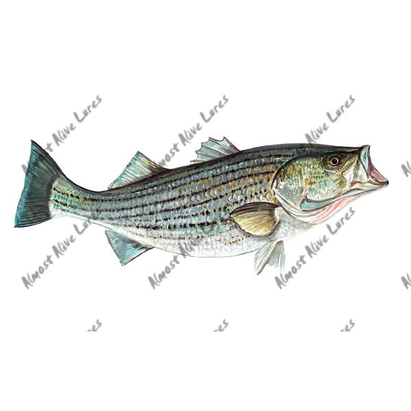 Striped Bass Striper - Printed Vinyl Decal - Click Image to Close