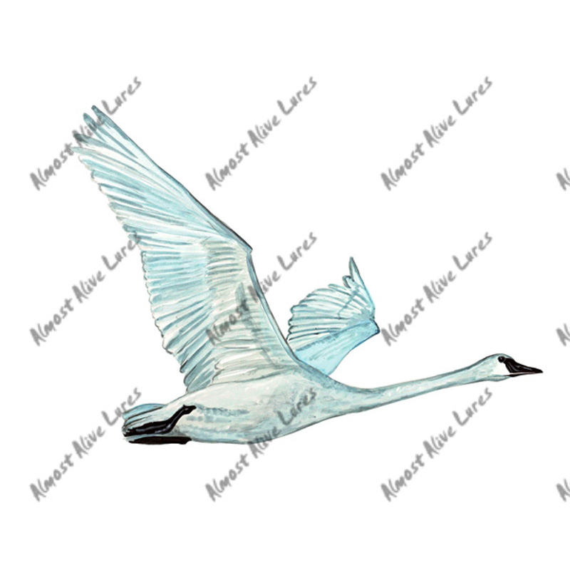 Tundra Swan - Printed Vinyl Decal - Click Image to Close