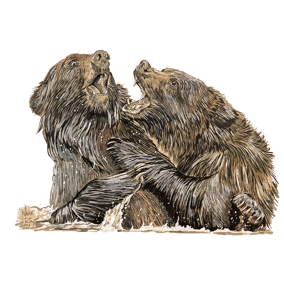 Grizzly Bears - Pen & Ink - Click Image to Close