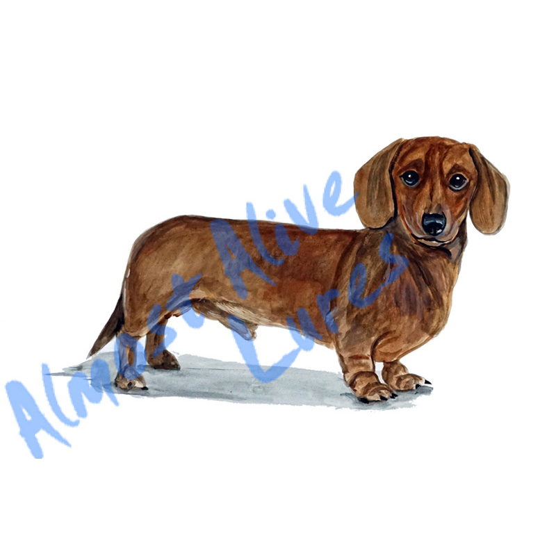Dachshund - Printed Vinyl Decal - Click Image to Close