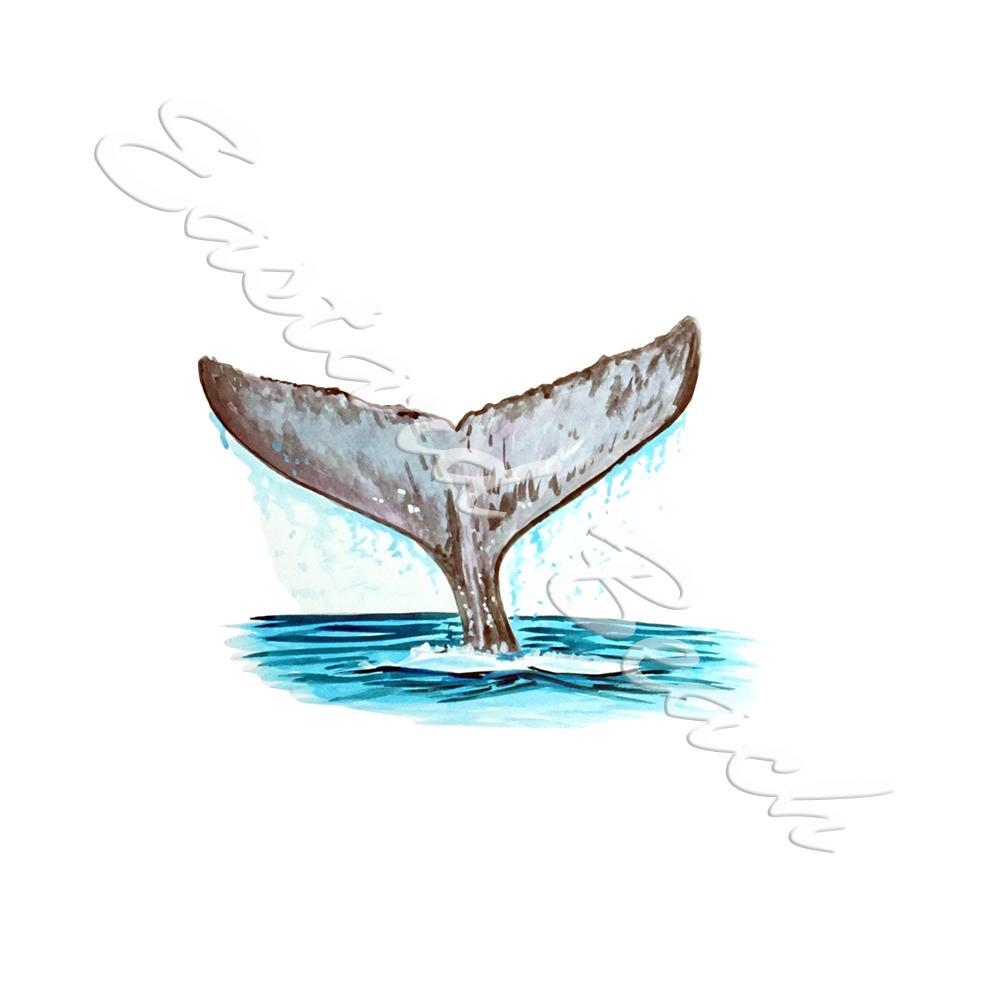 Whale Tail - Click Image to Close