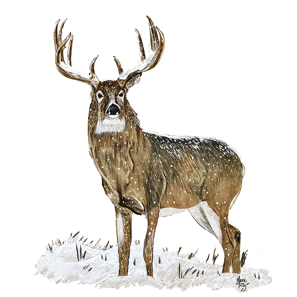 Winter Buck - Click Image to Close