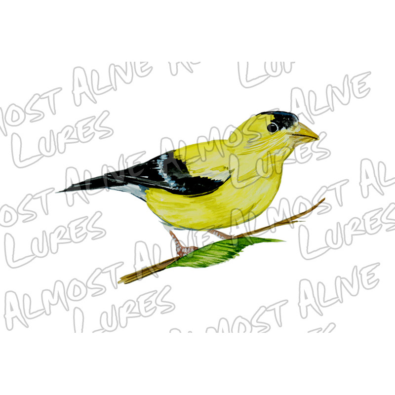 Yellow Finch - Printed Vinyl Decal