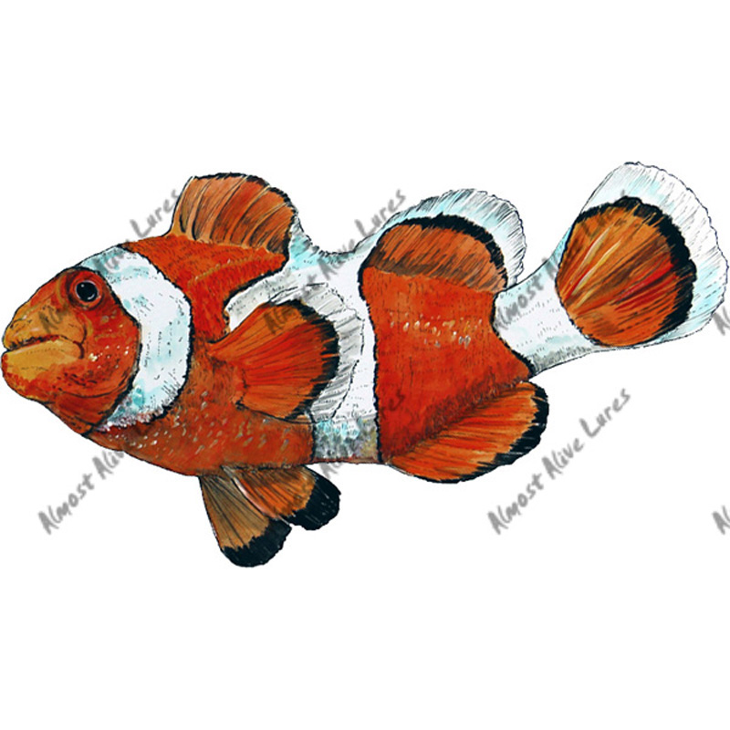 Clown Anemone fish Decal