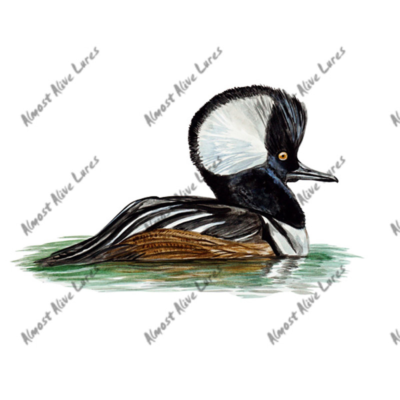 Hooded Merganser - Printed Vinyl Decal - Click Image to Close