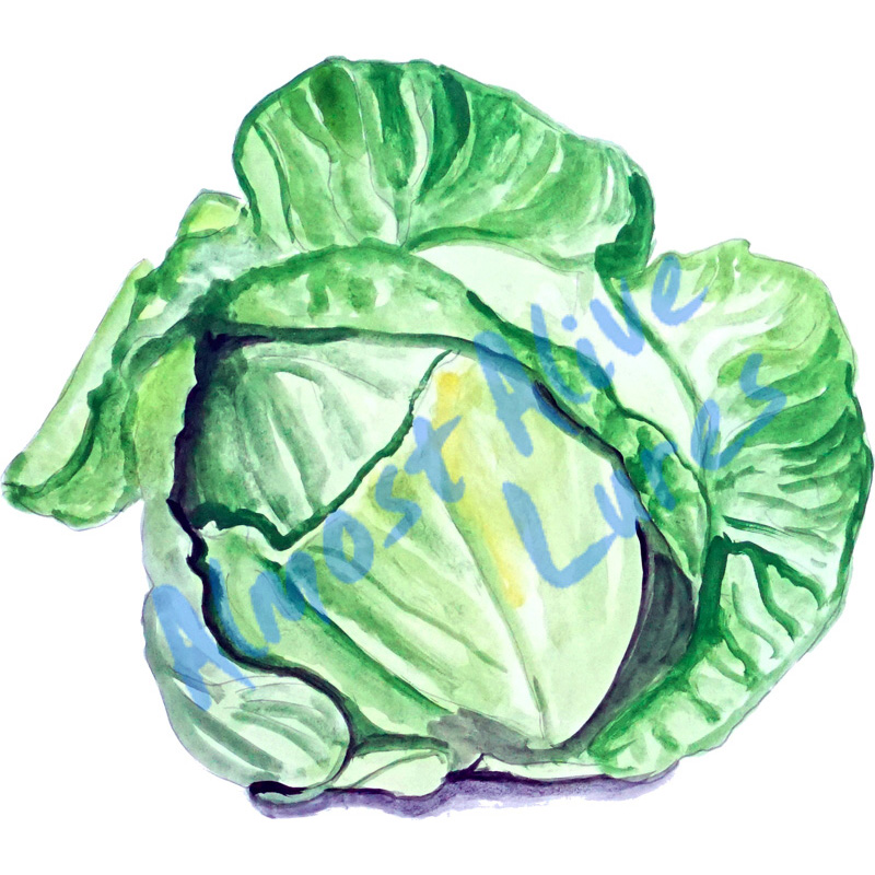 Lettuce - Printed Vinyl Decal - Click Image to Close