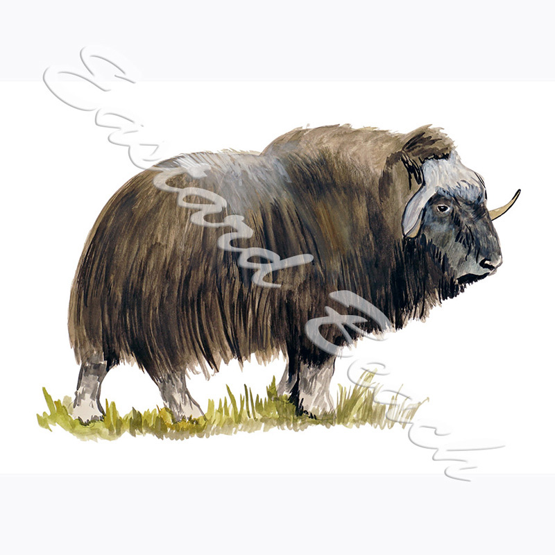 Musk Ox - Printed Vinyl Decal - Click Image to Close