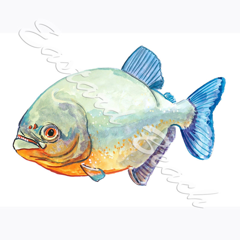 Piranha Fish - Click Image to Close