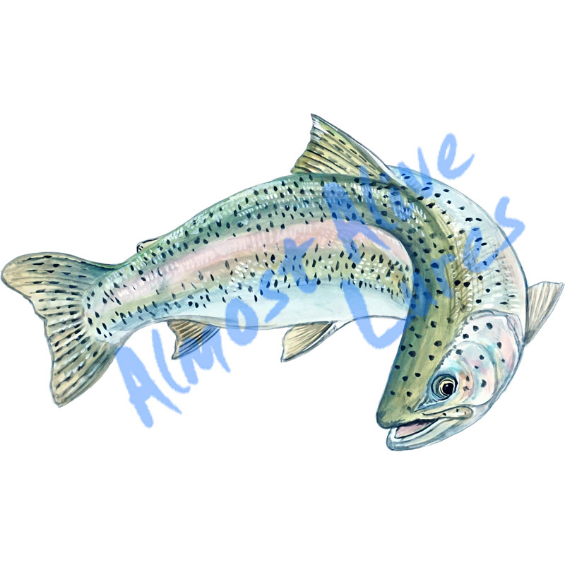 Rainbow Trout - Printed Vinyl Decal - Click Image to Close