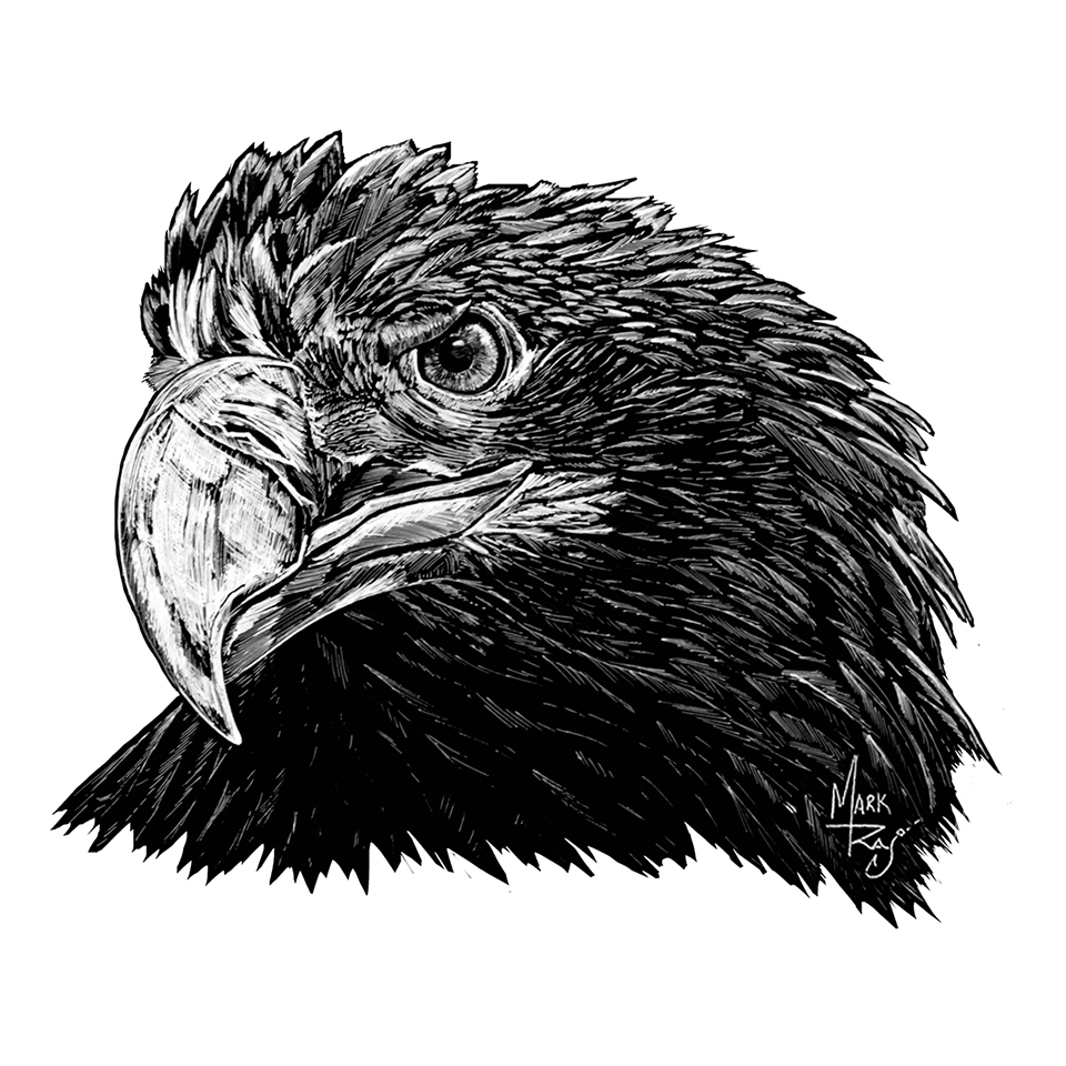 Steller's Sea Eagle - Click Image to Close