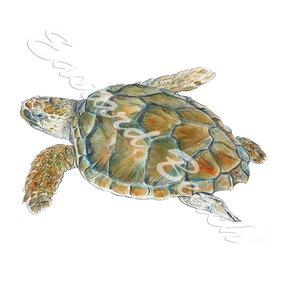 Loggerhead Sea Turtle - Printed Vinyl Decal - Click Image to Close
